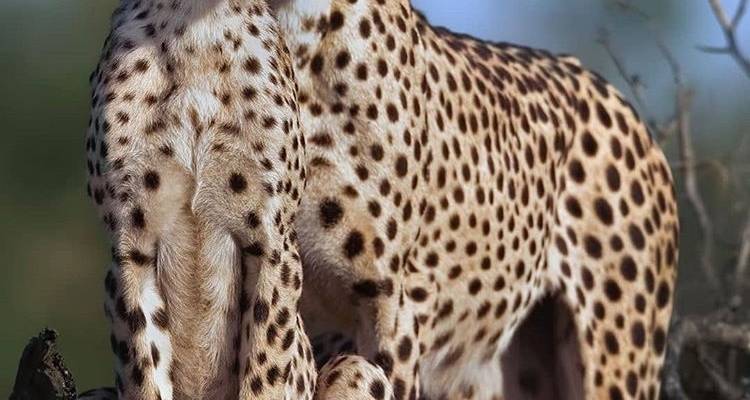6 Days Semi Luxury Safari - Africa Outland Safaris 7