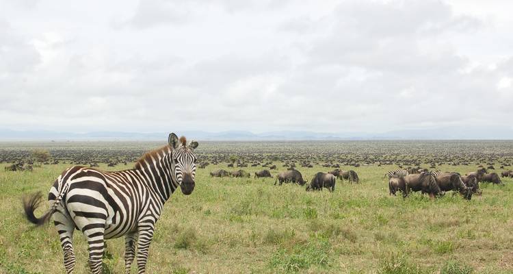 Tanzanie Serengeti Migration des gnous Safari - Hazzes Adventure 4