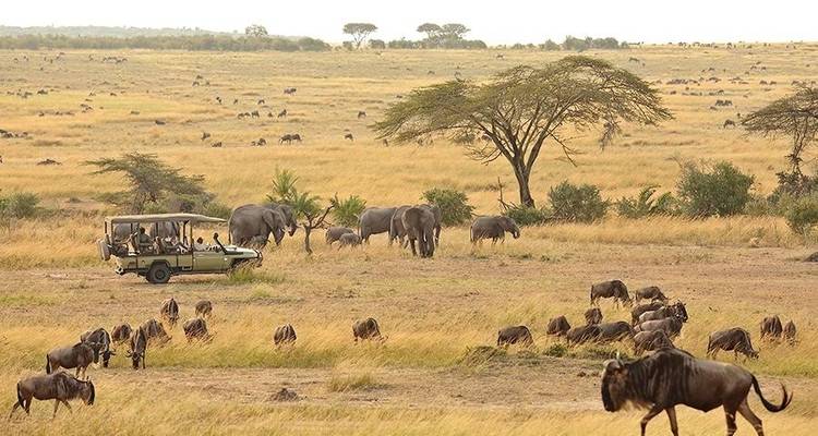 Tanzanie Serengeti Migration des gnous Safari - Hazzes Adventure 6