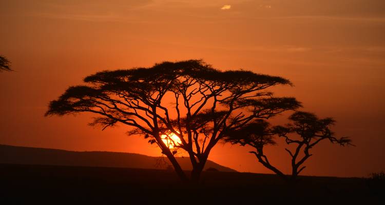 Silueta de acacias contra una puesta de sol vibrante.