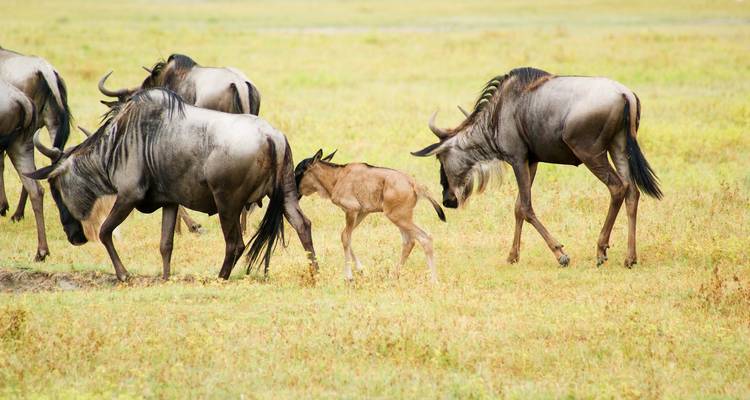 Tanzanie Serengeti Migration des gnous Safari - Hazzes Adventure 1