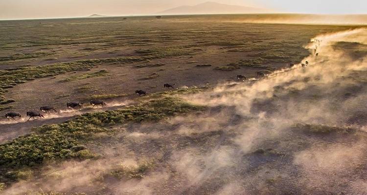 Tanzanie Serengeti Migration des gnous Safari - Hazzes Adventure 7