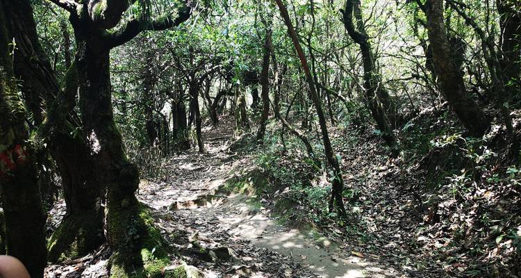 Een bospad omgeven door met mos bedekte bomen.