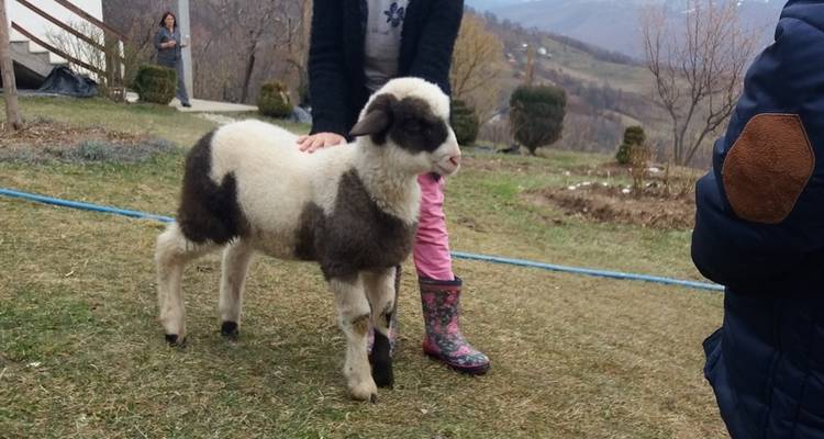 Familiale, équitation et safari en jeep Monténégro - Balkanica Travel 3