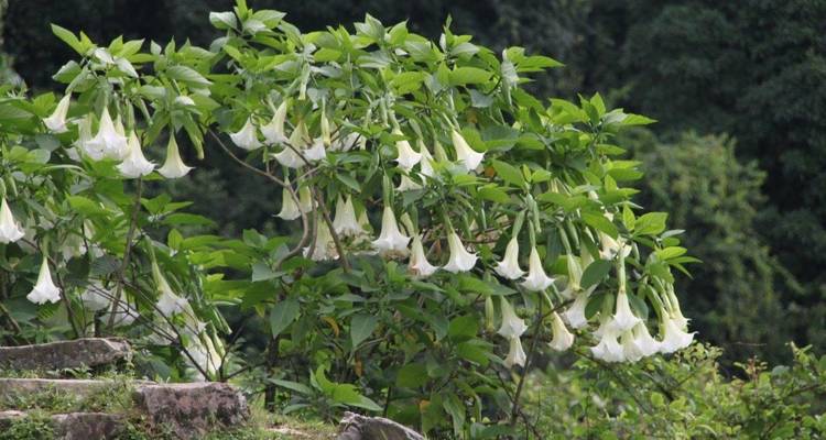 Annapurna Family Hiking Tour - 9 Days - Oriental Journeys Pvt. Ltd. 3