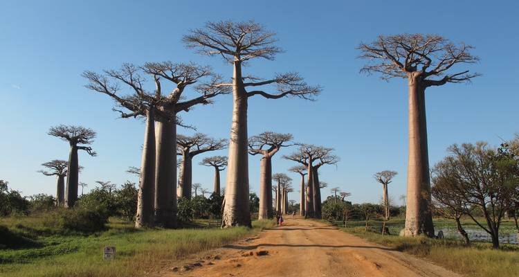 Madagascar 9 jours - Circuit Baobabs et Lémuriens - Fosa Travel 2