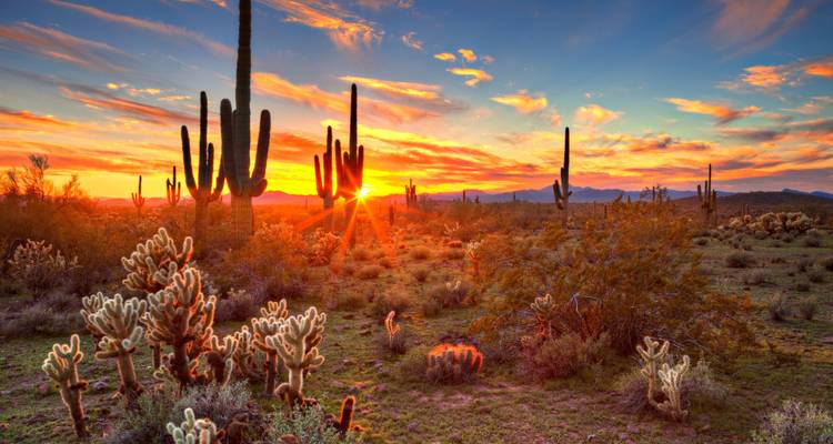 Sunset over a desert landscape with cacti.