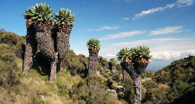 Route de Marangu - 5 jours - Samora Explorers Ltd 1