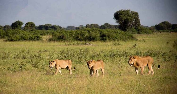 Safari d'aventure de 7 jours en Ouganda - Rumara Safaris 4