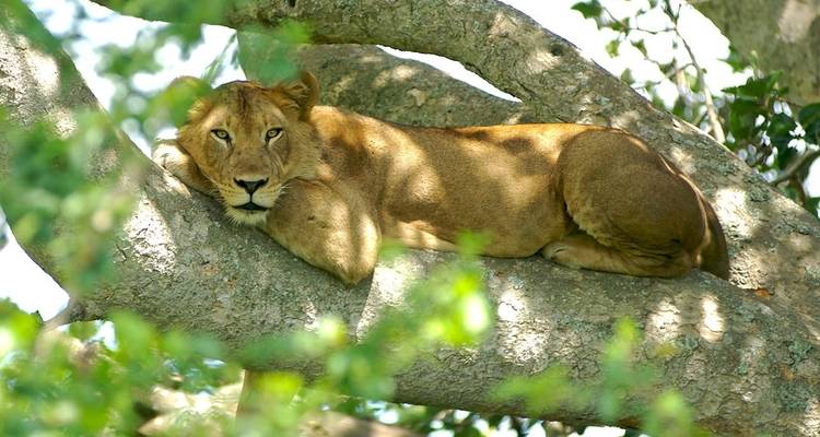 Safari d'aventure de 7 jours en Ouganda - Rumara Safaris 1