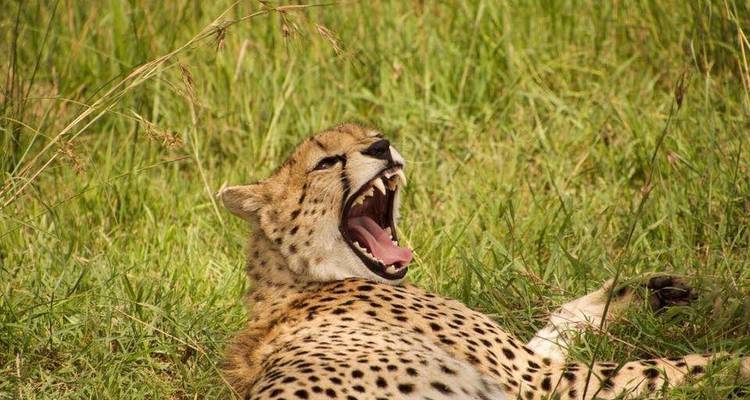 Safari d'aventure de 7 jours en Ouganda - Rumara Safaris 3