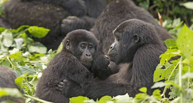 Safari d'aventure de 7 jours en Ouganda - Rumara Safaris 6