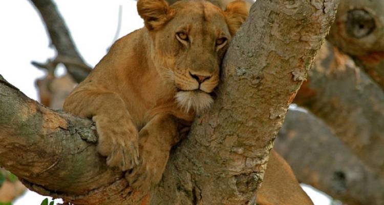 Safari d'aventure de 7 jours en Ouganda - Rumara Safaris 9