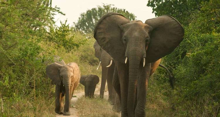 Safari d'aventure de 7 jours en Ouganda - Rumara Safaris 10