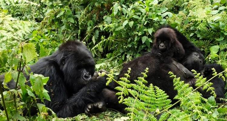 Safari d'aventure de 7 jours en Ouganda - Rumara Safaris 2