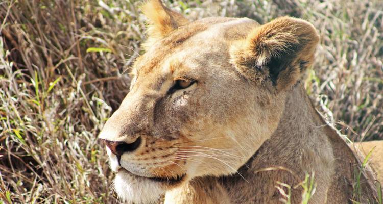 Circuito de un día en el Parque Nacional de Arusha - Africa Outland Safaris 6