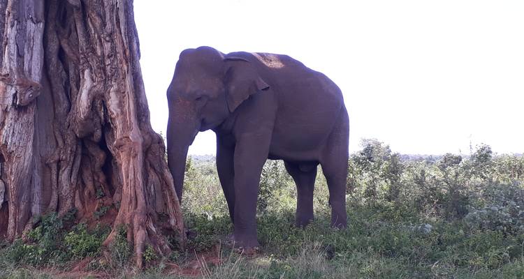 Circuit de 5 jours au Sri Lanka avec attractions - Vishwa Tour 7
