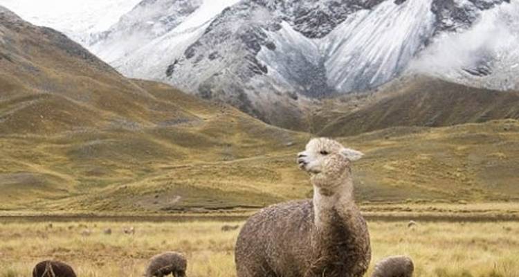 5/4 Caminata a Salkantay (Caminata en grupo pequeño) - ILE Tours 1