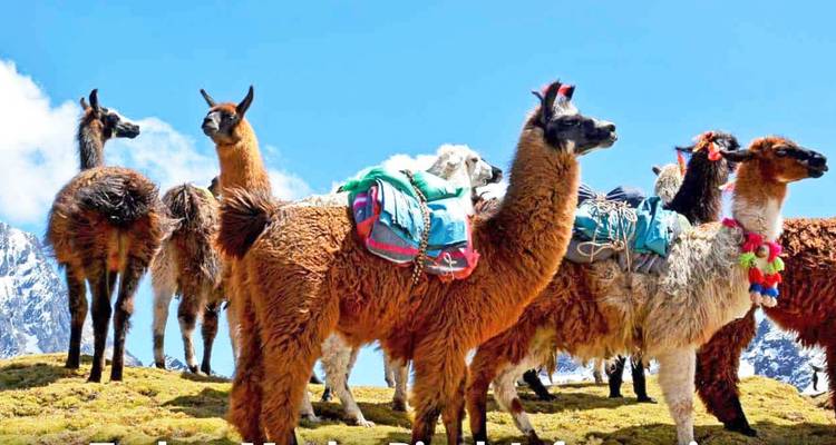 4/3 Lares Trek - Machu Picchu (Small Group Tour) - ILE Tours 1