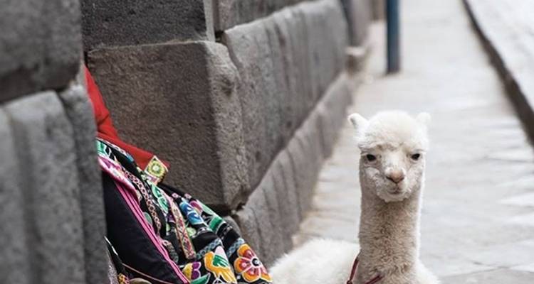 6/5 Lima, Machu Picchu, Cusco, Sacred Valley (Small Group Tours) - ILE Tours 3