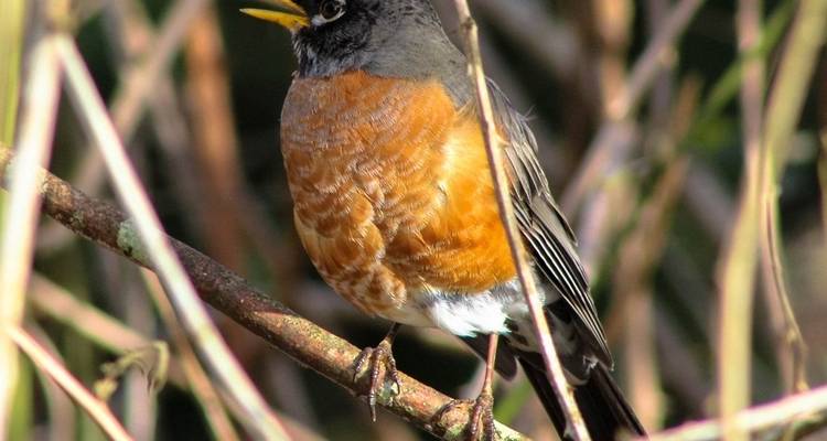 Wildlife for Photography Lenses - 12 Days Tour - Serendib Roots 6