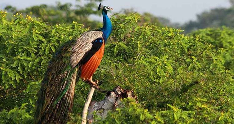 Wildlife for Photography Lenses - 12 Days Tour - Serendib Roots 3