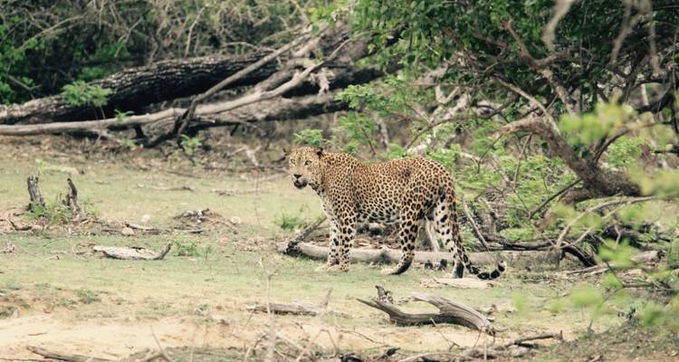 Découvrez l'essence du Sri Lanka : Nature, culture et aventure animalière - Mango Vacations 4