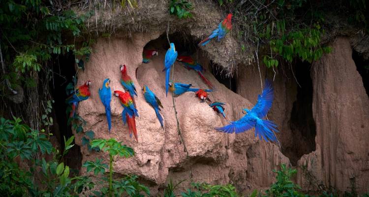 4/3 Tambopata Jungle (Small Group Tours) - ILE Tours 3
