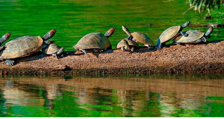 4/3 Tambopata Jungle (Small Group Tours) - ILE Tours 4