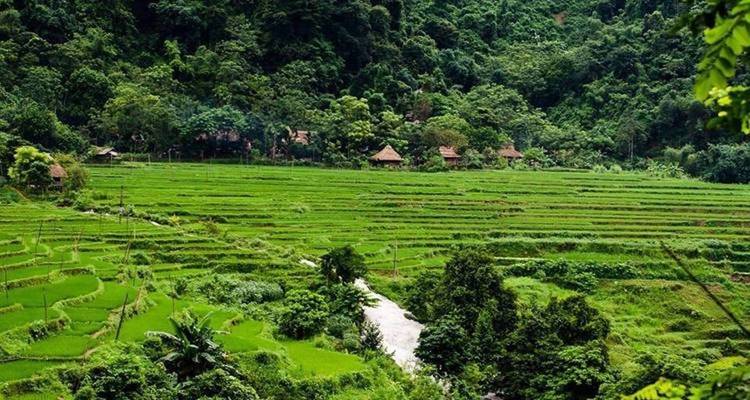 Terraced fields and dense forest in a lush valley.