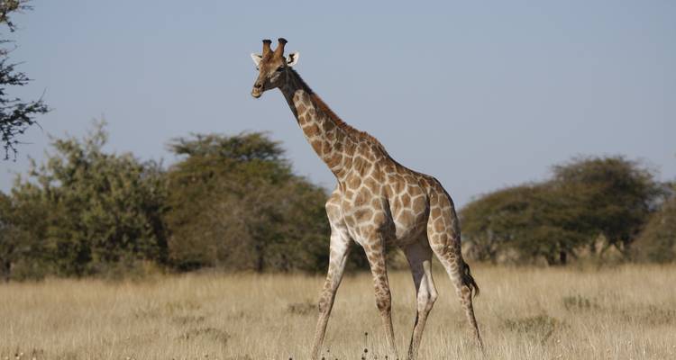 Experimenta Etosha, Brandberg y Twyfelfontein saboreando la costa oeste de Namibia - Junita's Extreme Adventures Namibia cc 6