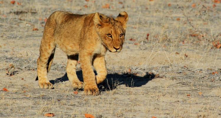 Experimenta Etosha, Brandberg y Twyfelfontein saboreando la costa oeste de Namibia - Junita's Extreme Adventures Namibia cc 8