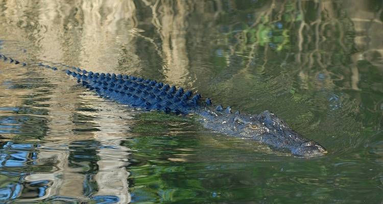 Kakadu y Río Alligator Oriental (Escapada) - AAT Kings 2