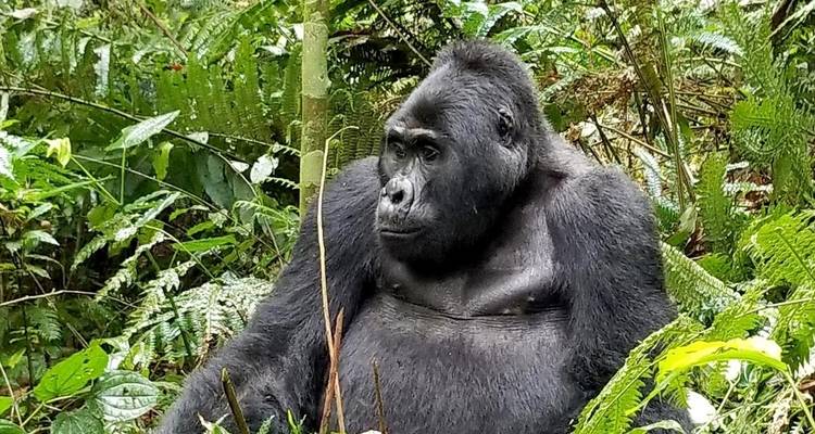Safari memorable Lo mejor de Uganda y Ruanda - Ovacado Adventures 8
