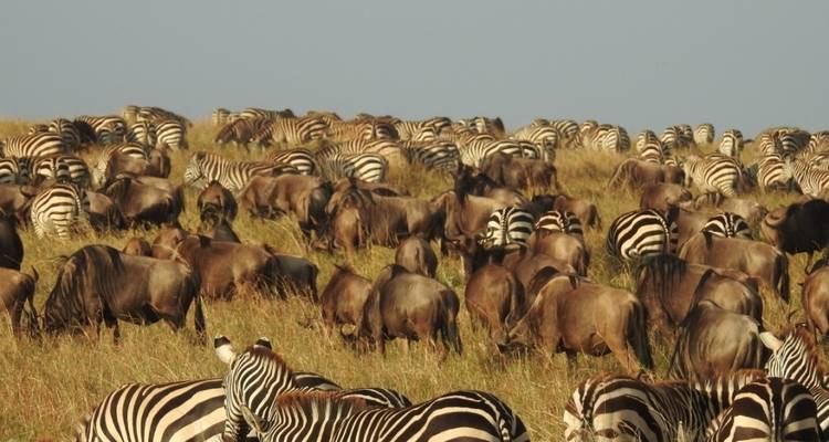 Safari memorable Lo mejor de Uganda y Ruanda - Ovacado Adventures 3