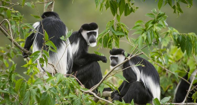 Safari memorable Lo mejor de Uganda y Ruanda - Ovacado Adventures 2