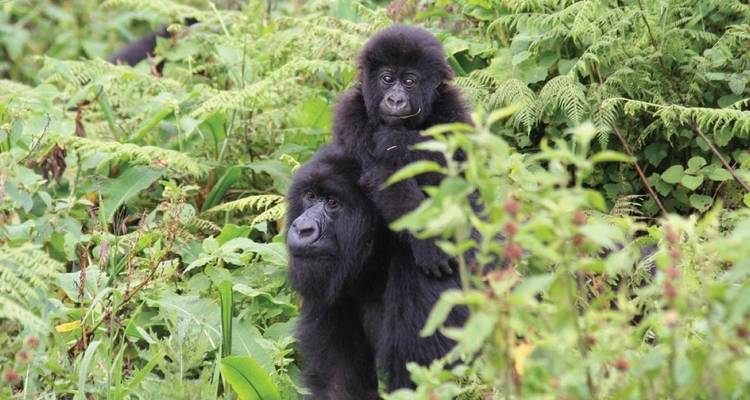 Safari memorable Lo mejor de Uganda y Ruanda - Ovacado Adventures 1