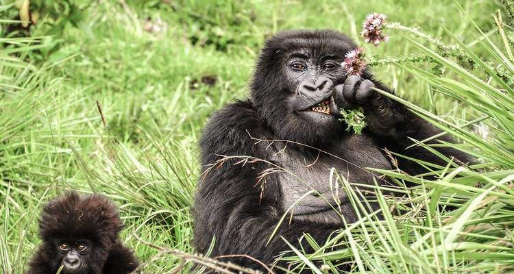 Safari memorable Lo mejor de Uganda y Ruanda - Ovacado Adventures 7