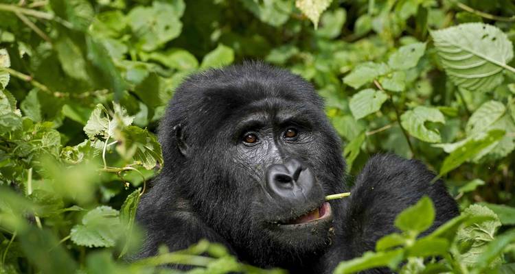 Safari memorable Lo mejor de Uganda y Ruanda - Ovacado Adventures 9