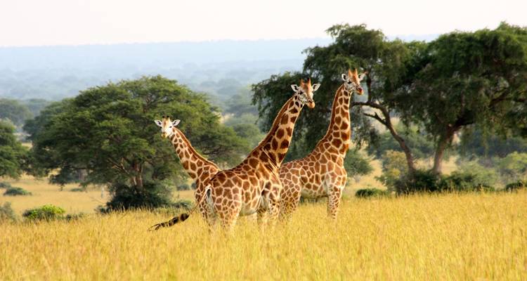 Safari aérien - Ouganda et Rwanda combinés - Ovacado Adventures 2