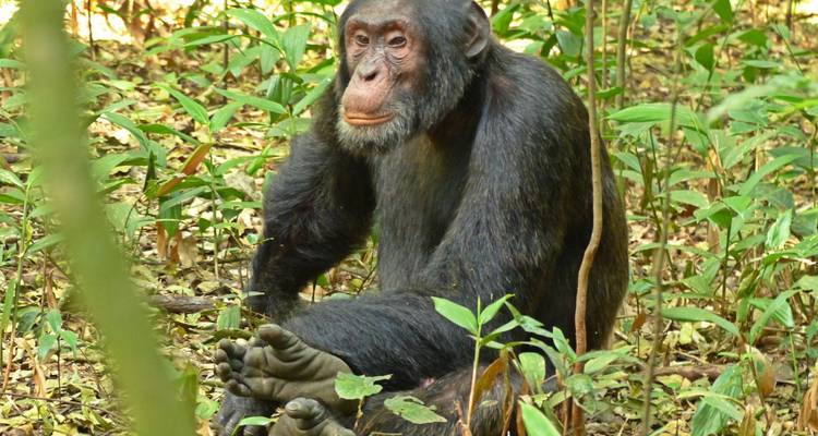 Safari aérien - Ouganda et Rwanda combinés - Ovacado Adventures 4