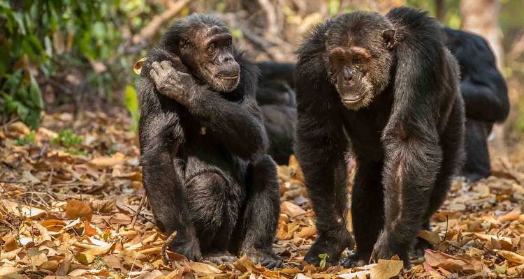 Safari aérien - Ouganda et Rwanda combinés - Ovacado Adventures 9