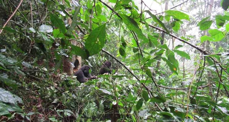 Safari aérien - Ouganda et Rwanda combinés - Ovacado Adventures 10