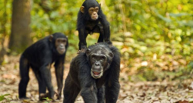 Safari aérien - Ouganda et Rwanda combinés - Ovacado Adventures 7