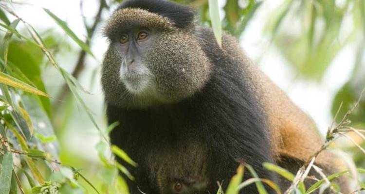 Safari aérien - Ouganda et Rwanda combinés - Ovacado Adventures 8