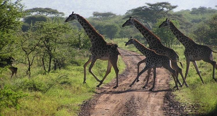 Safari a Ruanda - Ovacado Adventures 6