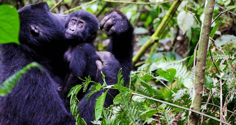 Safari a Ruanda - Ovacado Adventures 1