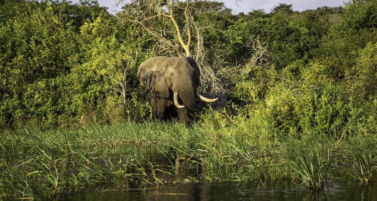 Safari a Ruanda - Ovacado Adventures 2