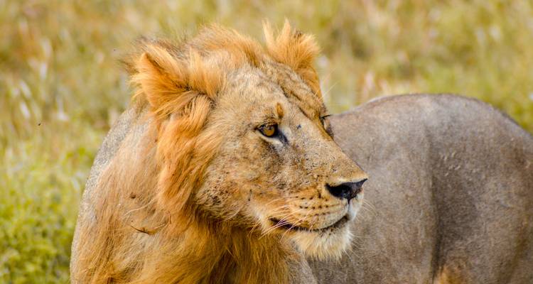 Gros plan du visage et de la crinière d'un lion mâle dans son habitat naturel de savane herbacée