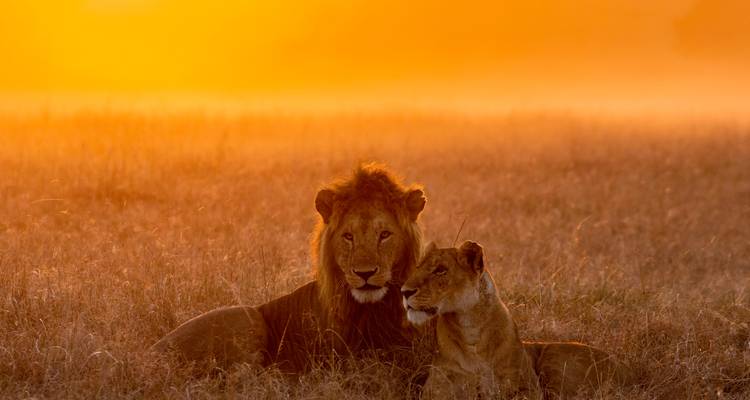 Les lions mâles et femelles se reposent dans les prairies dorées baignées par la lumière dramatique du lever de soleil et la brume matinale.